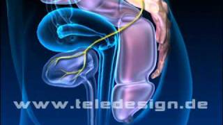 U 017 Harnblasenfunktion  SD PAL U 017 Bladder emptying  SD PAL [upl. by Dorweiler]