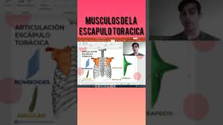 🏋️‍♀️✅MÚSCULOS de la articulación ESCÁPULO TORÁCICA [upl. by Mera]