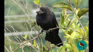 🐦Canto del Garrapatero AníSmoothbilled Ani  Crotophaga Ani [upl. by Onitnerolf]