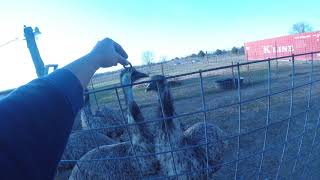 Emu Hisses at Earthworm [upl. by Reggi]