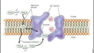 Local Anesthetics  Pharmacology [upl. by Annairol]