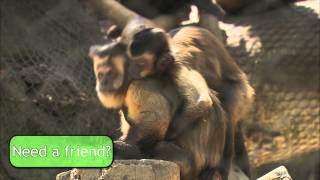 Capuchin Monkeys [upl. by Buyers953]