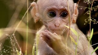 Baby Macaque Social Skills Tested by Violent Elder  Growing Up Wild  BBC Earth [upl. by Cordalia327]