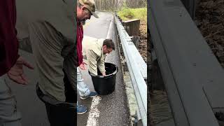 Huge rainbow trout getting stocked in West Virginia on Three Forks Creek [upl. by Atsed]