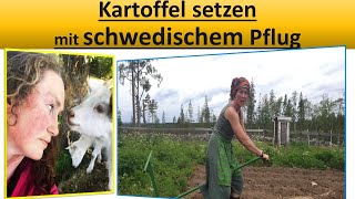 Kartoffeln mit dem schwedischen Pflug setzen [upl. by Anigriv99]