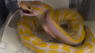 Lavender Albino Ball python Eating Big meal💪🐍 [upl. by Ehrenberg]