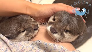 Otters Begging for Treats are Too Cute [upl. by Tnayrb374]