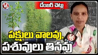 Public Demands To Remove Conocarpus Trees In Telangana  Danger Trees  V6 News [upl. by Ellerd859]