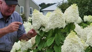 Complete Guide To Enjoying Panicle Hydrangeas  Hardy EASY To GROW amp Incredibly BEAUTIFUL 👍👏😊💚 [upl. by Ozkum874]