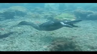 Flightless cormorants diving and looking for food [upl. by Laynad]