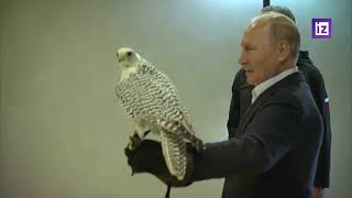 A Kamchatka gyrfalcon sits on Vladimir Putins arm [upl. by Eliades]