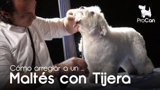 Maltés a Tijera  Peluquería Canina  Escuela ProCan [upl. by Areehs]