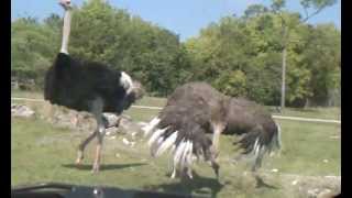 SUCCESSFUL Ostrich Mating Dance Followed by Ostriches Mating [upl. by Fatsug]