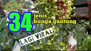 Jenis jenis tanaman gantung [upl. by Ebarta]