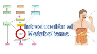 Introducción al Metabolismo Anabolismo y Catabolismo [upl. by Arlin]