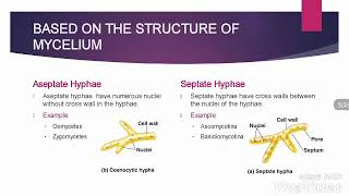 SeptatehyphaevsAseptatehyphae Classification of fungi Part2 Based on the Structure of Mycelium [upl. by Ruben]