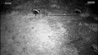 2 Badgers in my garden [upl. by Mad]