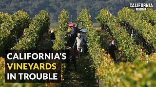 California Wineries on Brink of Losing Everything [upl. by Sabelle]