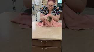 Kitty purrito 🙀vettechlife [upl. by Pammy]