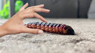 A large CATERPILLAR is a future butterfly [upl. by Bocoj]