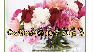 Costco裸根伊藤牡丹  一起来种Costco的裸根伊藤牡丹！how to plant Itoh Peony Bartzella [upl. by Gnep]