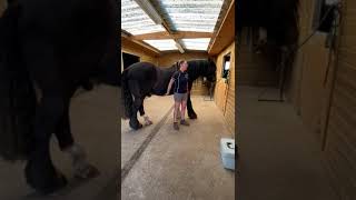 How to massage your horse using the Tapotement technique [upl. by Millie]