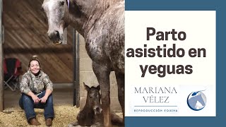 Yeguada Paco Marti La capa en el Caballo de Pura Raza Española [upl. by Jaclin]