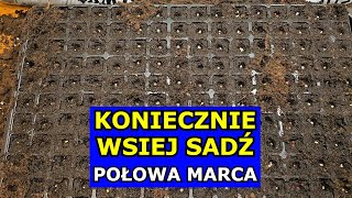 KONIECZNIE Wysiej te Warzywa w Połowie Marca Co siać sadzić w Marcu Kalendarz Ogrodnika Warzywnika [upl. by Parry]