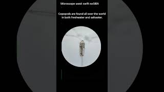 Copepods are in waters all over the world Copepod under the microscope microscopy [upl. by Poyssick]