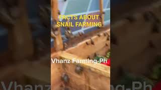 FACTS ABOUT SNAIL FARMING IN PHILIPPINES snailfarmingforbeginners snailfarming [upl. by Svetlana]