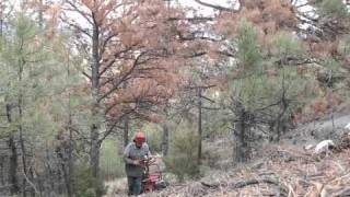 Montanatreecom Iron Horse Logging in Helena Mt [upl. by Wilton]