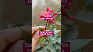 Jatropha Plant October CareTips Jatropha Plant Propagation Shortvideo Trending Gardeningtips [upl. by Kwei]