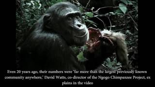 Shocking Footage Reveals 200 Strong Gang of Ugandan Chimpanzees Waging War on Rivals [upl. by Tsugua657]