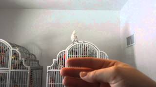 Goffins cockatoo yelling and screaming [upl. by Lang]