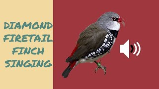 DIAMOND FIRETAIL FINCH SINGING DIJAMANT AMADINAZEBA PESMA [upl. by Hubbard]