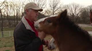 Budweiser Clydesdale Foals are born PKG [upl. by Pedrotti]