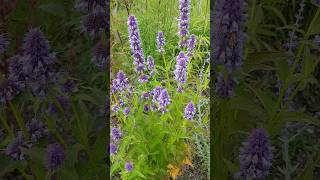 This plant Agastache  Giant Hyssop will bring in Bees [upl. by Nirac]