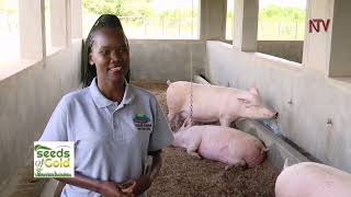 Best piggery farming practices  SEEDS OF GOLD [upl. by Sset]