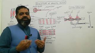 Structure of Skeletal Muscle UrduHindi medium  Prof Masood Fuzail  Anatomy of Skeletal muscle [upl. by Ennovoj]