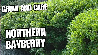 How to Grow and Care for Northern bayberry [upl. by Chancellor]