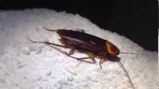 Huge Palmetto Bug in North Port Sarasota FL House by Sarasota Pest Control Expert Johnny Bugs [upl. by Osanna]