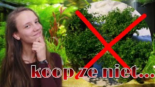 5 FOUTE planten voor beginners terrarium planten in aquarium Nickey [upl. by Annahsed675]