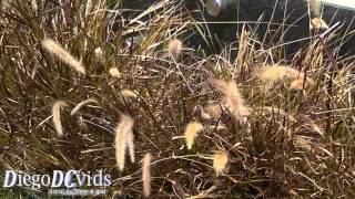 Pennisetum setaceum Poaceae Capimdotexas [upl. by Ennaxxor]