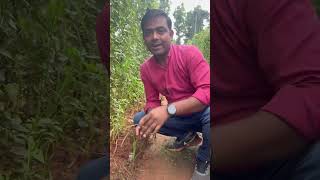 परवल लगाने का सही तरीका 👌  Pointed Gourd Farming [upl. by Largent845]