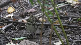 Ovenbird Ojibway Nature Centre Sept 2724 [upl. by Jerri]