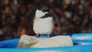 Mésange à tête noire Blackcapped Chickadee [upl. by Zeb647]