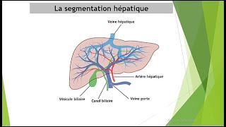 Comment interpréter un scanner abdominal segmentation hépatique [upl. by Mace140]