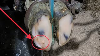 This HOOF ABSCESS wasn’t as easy to find… [upl. by Leik]