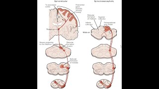 Substanta ALBA si substanta CENUSIE la nivelul maduvei spinarii trunchiului cerebral si emisferelor [upl. by Pauiie]