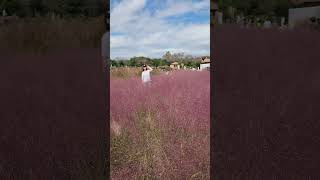 Pink muhly at Camellia Hill Korea jeju travel taxi camelliahill pinkmuhly [upl. by Daney151]